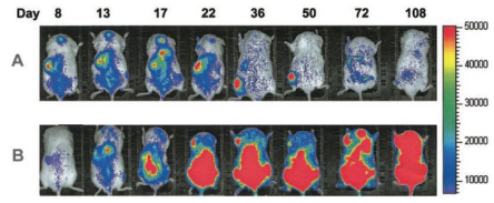 CGT²úÆ·Ò©´úÂþÑÜÑо¿